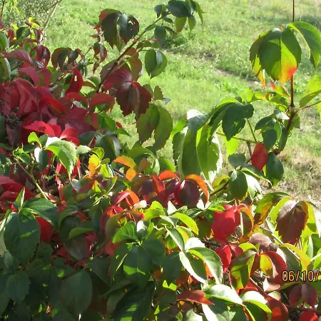 Agriturismo Il Feudo غروسيتو